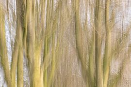 troncs abstraits sur Tania Perneel