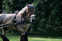 Powerhorse