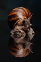 Giant African snail with reflection