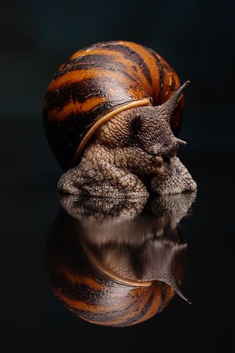 Afrikaanse reuzenslak met reflectie van MvdW Media / Manon van de Wiel