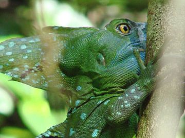 Natuurvakantie Costa Rica van Margot van Dijk