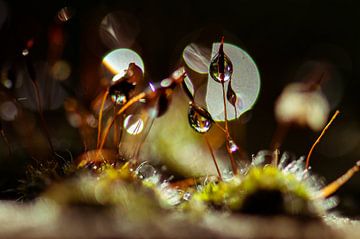 moss drops by Tania Perneel