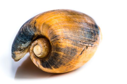 Macro snail shell on white
