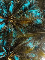 Palm Summer I