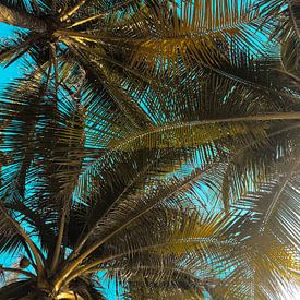 Palmen-Sommer I von MADK