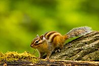 The ground squirrel by Blackbird PhotoGrafie thumbnail