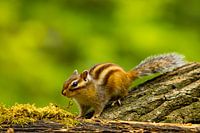 The ground squirrel