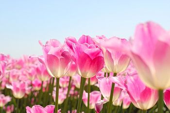 Voorjaar in kleur | tulpenveld