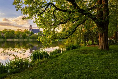 Chestnut blossom at the castle pond