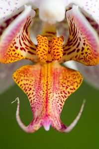 Orchidee binnenkant van Ronne Vinkx