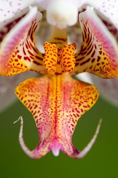 Orchidee innen von Ronne Vinkx