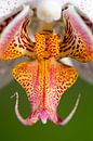Orchidee binnenkant van Ronne Vinkx thumbnail