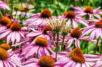 Field of pink -purple flowers Echinacea Purpurea in the Netherlands