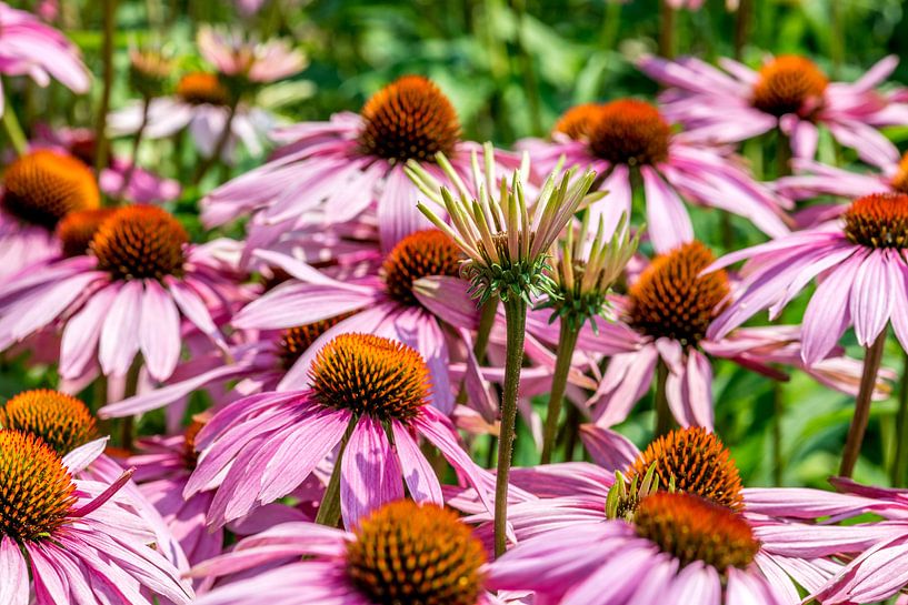 Field of pink -purple flowers Echinacea Purpurea in the Netherlands by Hein Fleuren