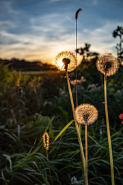 Löwenzahn bei Sonnenuntergang. von Frank Slaghuis