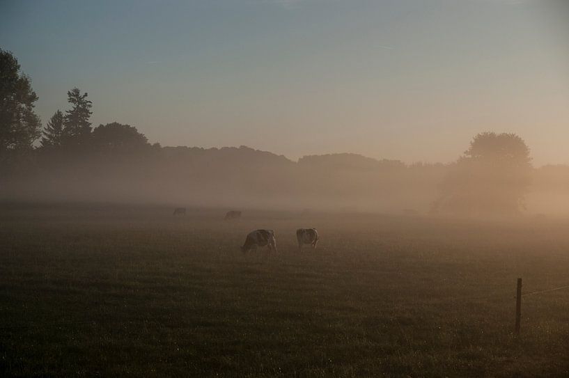 Koeien in de mist #1a van Norbert Sülzner