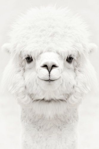 Alpaga souriant