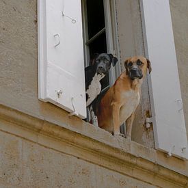 Honden kijken uit het raam in Saint-Émilion van Jochem van der Meer