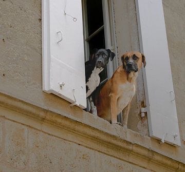 Hunde schauen aus dem Fenster in Saint-Émilion von Jochem van der Meer