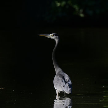 Der Blaureiher im Rampenlicht