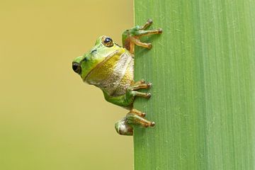 La grenouille arboricole regarde au coin de la rue derrière une feuille de roseau. sur Jeroen Stel