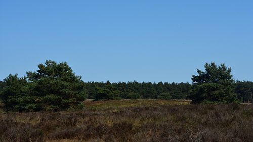 Arbres sur la lande