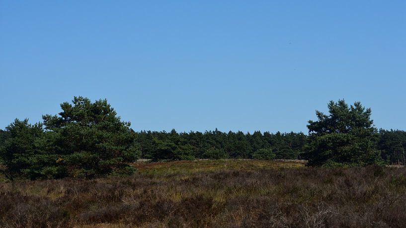 Bomen op de hei van Gerard de Zwaan