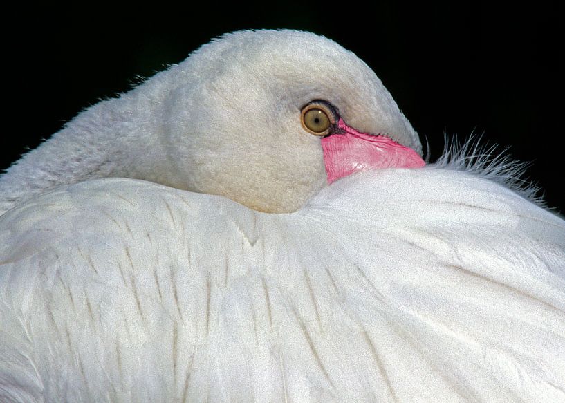 Flamingo by André Wieringa