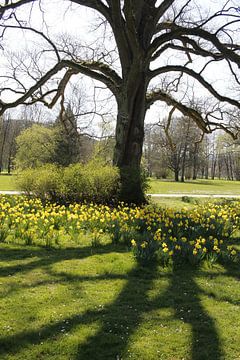 Schiller Oak in Bad Kissingen with tulips by Martin Flechsig