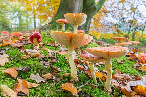 Bosgrond met bladeren en vliegenzwammen