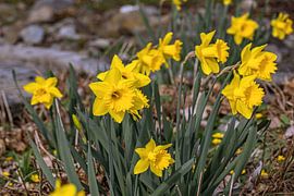 GELBE OSTERGLOCKEN von Photoart-Naegele