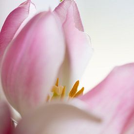 Close-up van zachtroze tulp van eusphotography