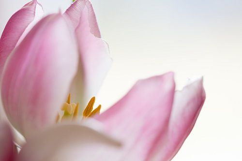 Close-up van zachtroze tulp van eusphotography