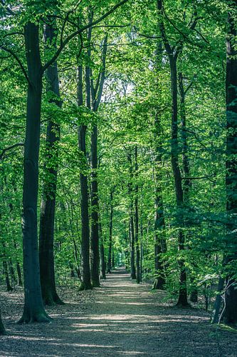 Tall trees on the Visdonk estate (Roosendaal, Brabant)
