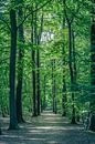 Hohe Bäume auf dem Gut Visdonk (Roosendaal, Brabant) von Fotografie Jeronimo Miniaturansicht