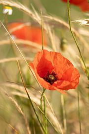 coquelicots sur Christina Neuhaus-Petrosino