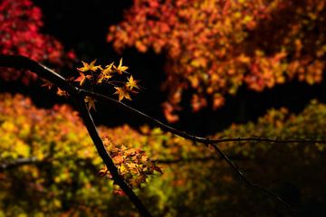 Japanse esdoorn bladeren in de herfst van Anges van der Logt