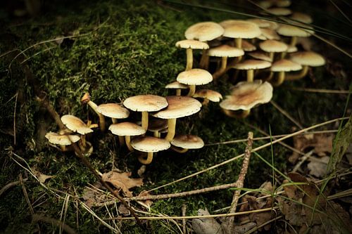Groepje paddenstoelen in het bos | Nederland | Natuur- en Landschapsfotografie