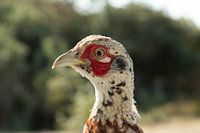 Tête de faisan en gros plan