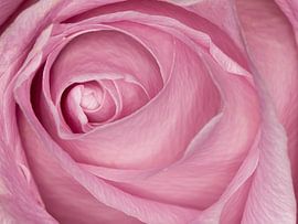 rosa Rose von Klaartje Majoor