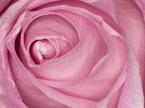 roze roos in de knop