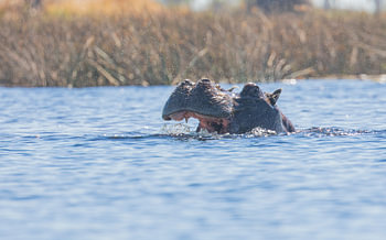 Hippo émergent