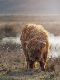 'Gold in the Fields' by Natascha Worseling