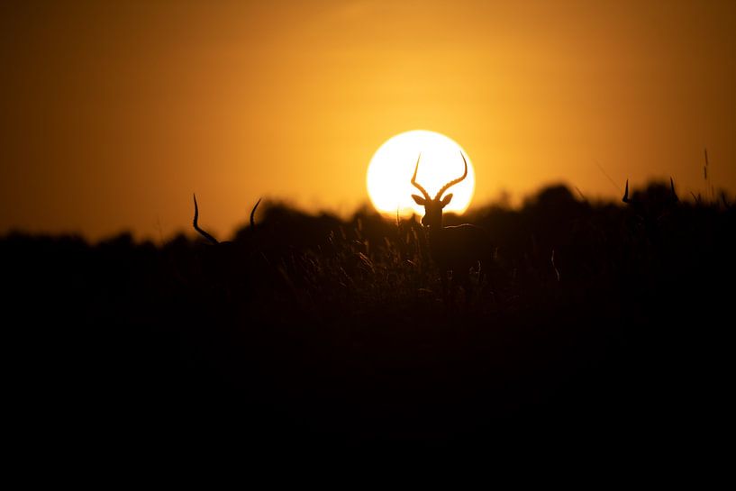Impala in sunset by Marco Verstraaten