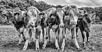 Curious cows by Jessica Berendsen thumbnail