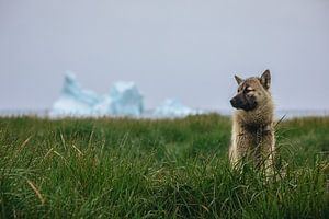 Grönlandhund in Qeqertarsuaq, Grönland