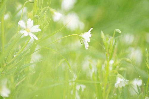 De witte bosanemoon in de lente