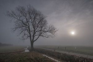 Boom in weiland langs sloot van Moetwil en van Dijk - Fotografie