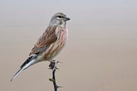 Linnet (Carduelis cannabina), kleurrijke inheemse zangvogel, mannetje, wilde dieren, Europa. van wunderbare Erde thumbnail