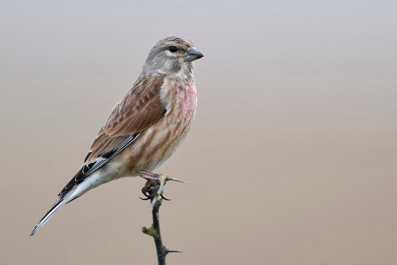 Linnet (Carduelis cannabina), kleurrijke inheemse zangvogel, mannetje, wilde dieren, Europa. van wunderbare Erde